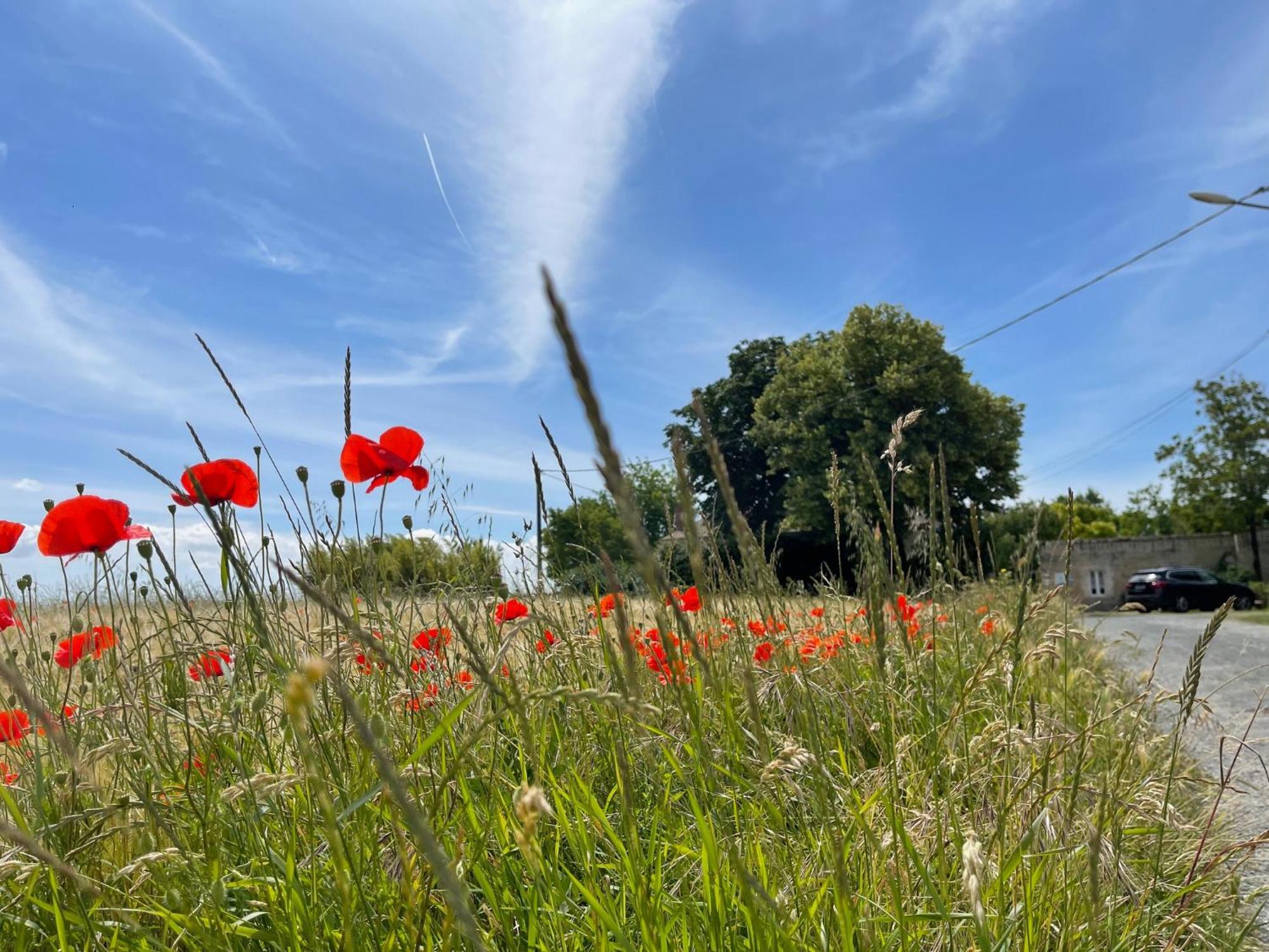 Logis Saint Leonard Bed & Breakfast Dompierre-sur-Mer Eksteriør bilde